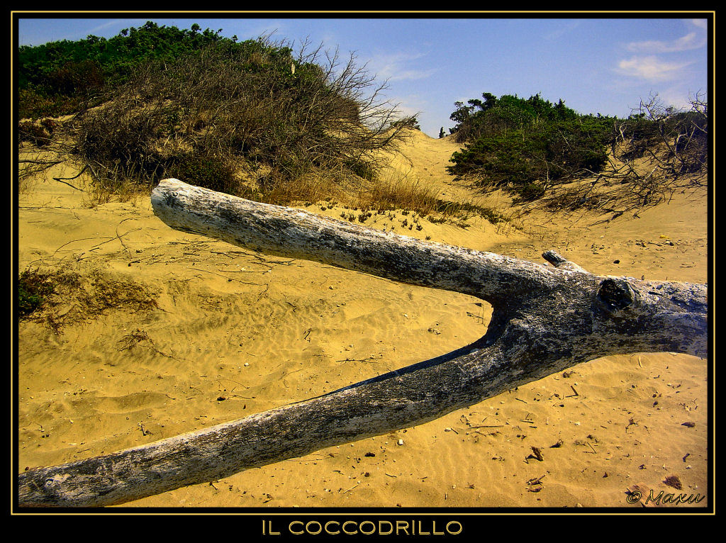 O - Il coccodrillo.jpg